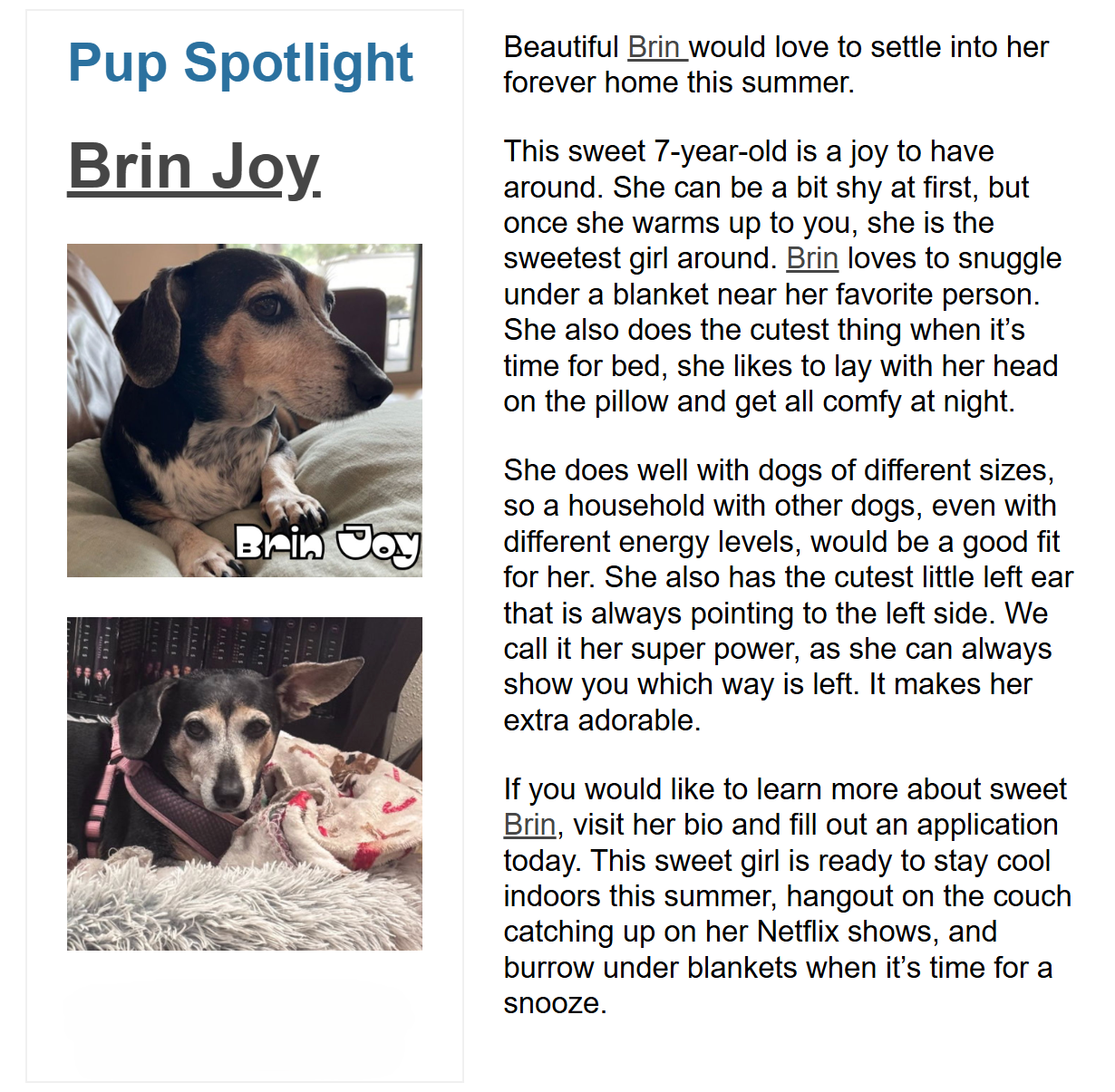 Quarterly newsletter Pup Spotlight for Brin Joy